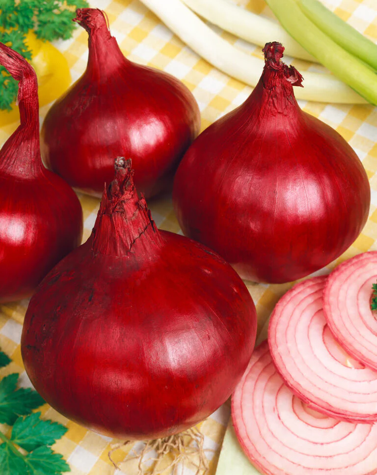 Onion Red Globe - Ontario Seed Company