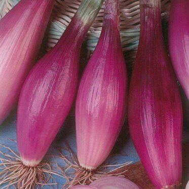 Onion Rossa Lunga di Firenze International - Aimers Seeds - Image 2