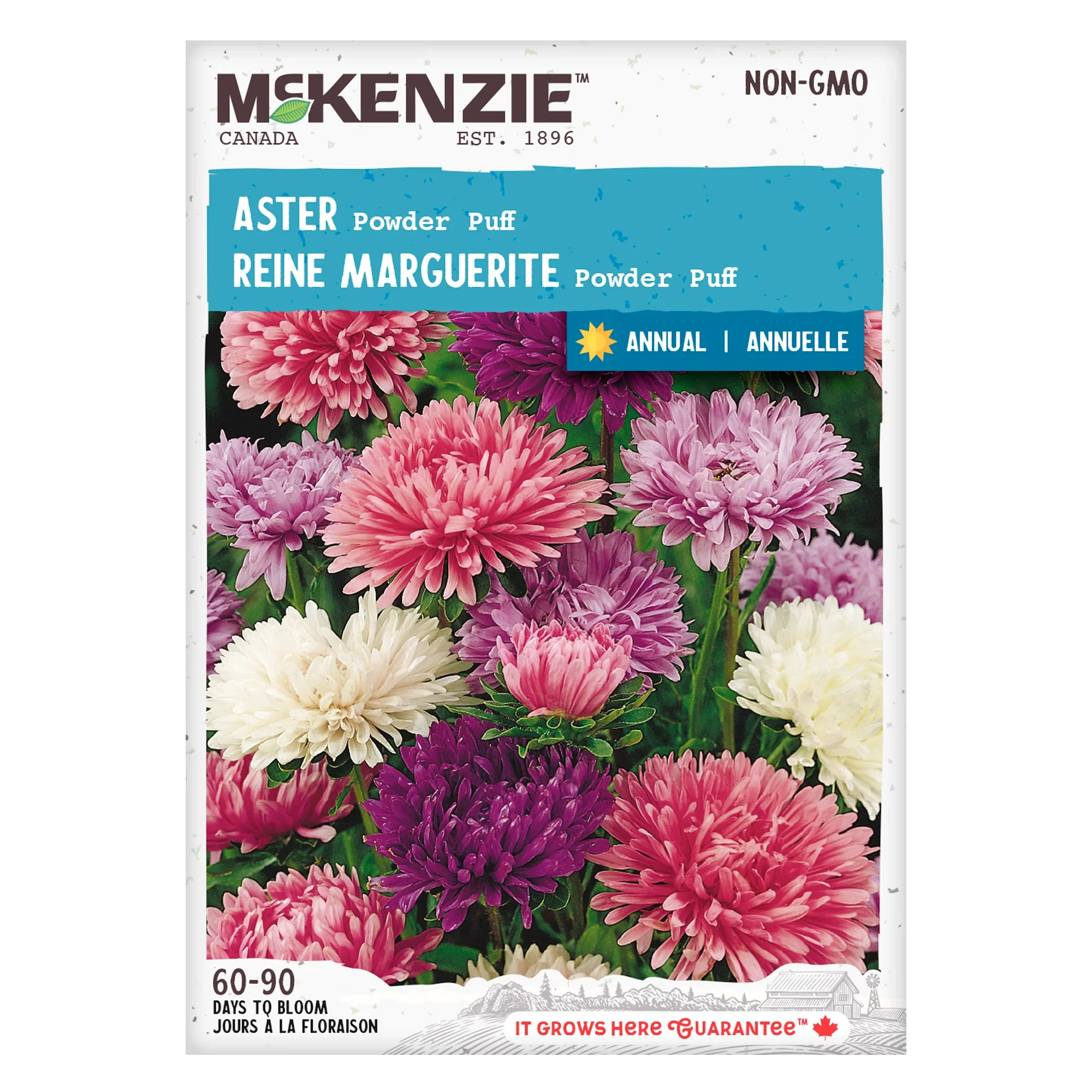 Aster Powder Puff - Mckenzie Seeds