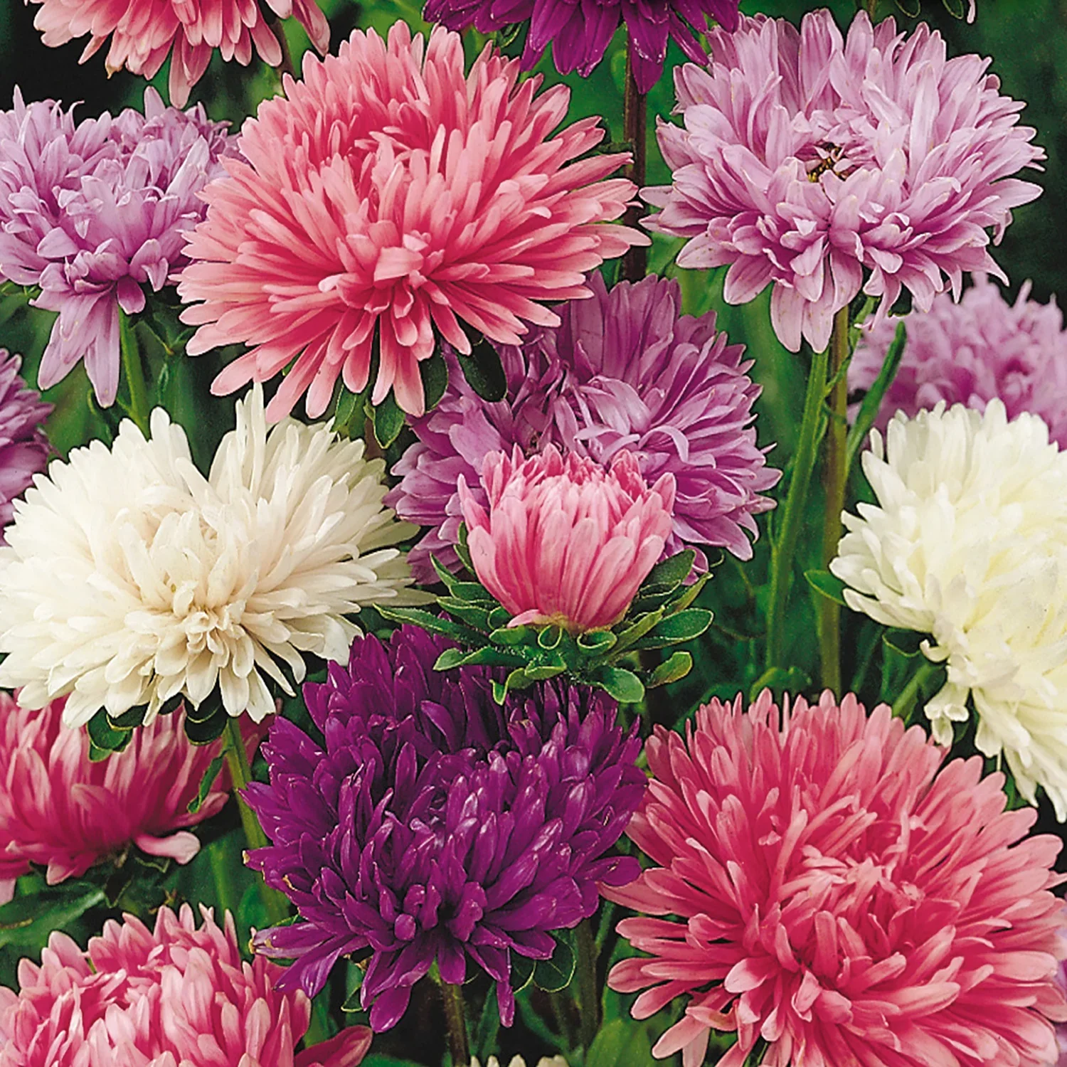 Aster Powder Puff - Mckenzie Seeds - Image 2