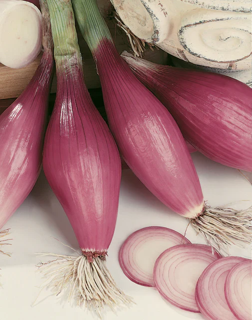 Onion Rossa Lunga di Firenze - West Coast Seeds - Image 2