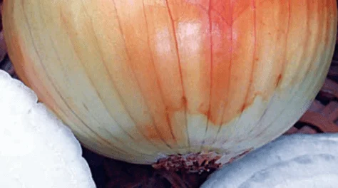 Onion Walla Walla  - Ontario Seed Company