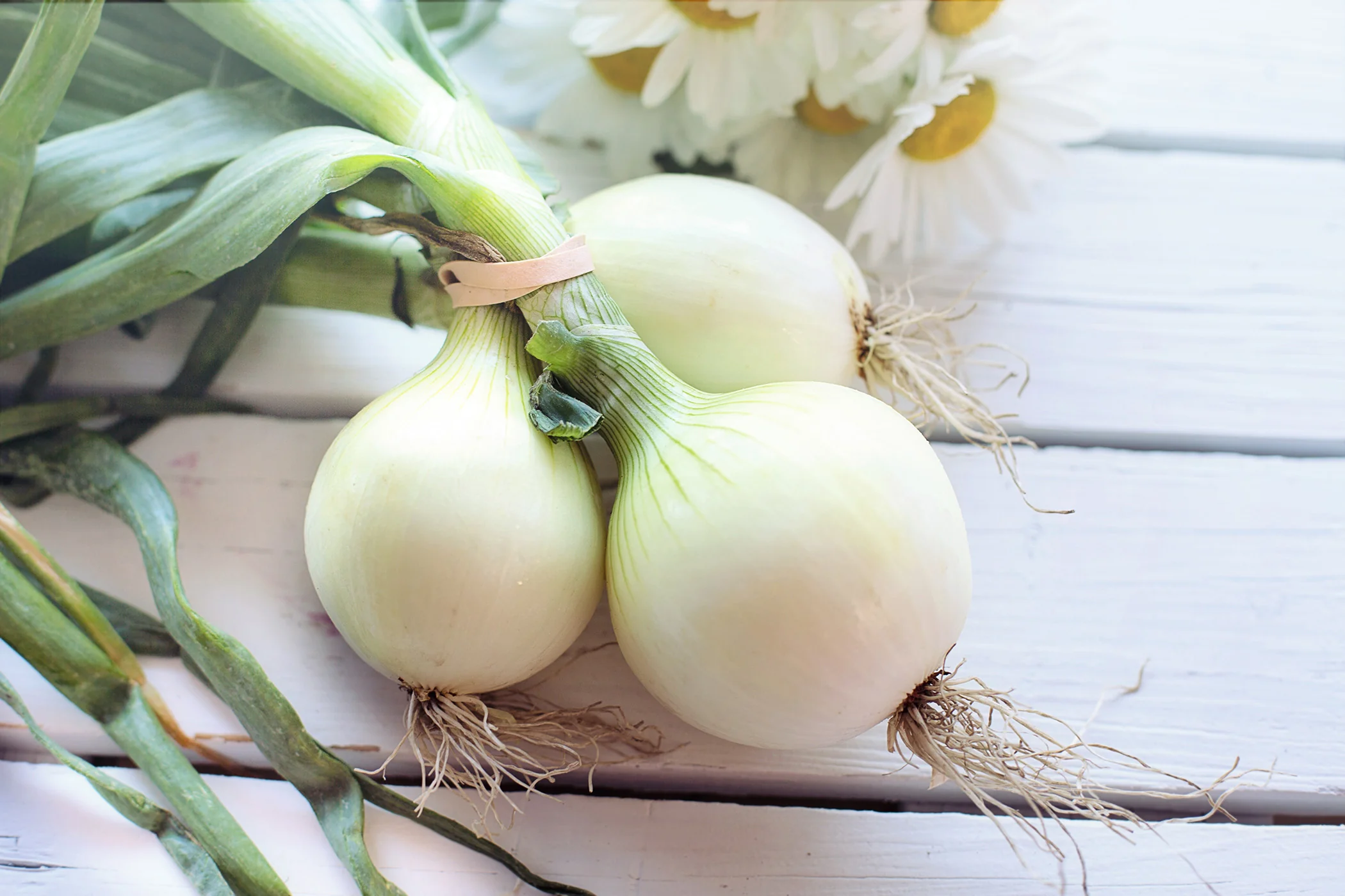 Onion - White, 80 Pack - Image 2