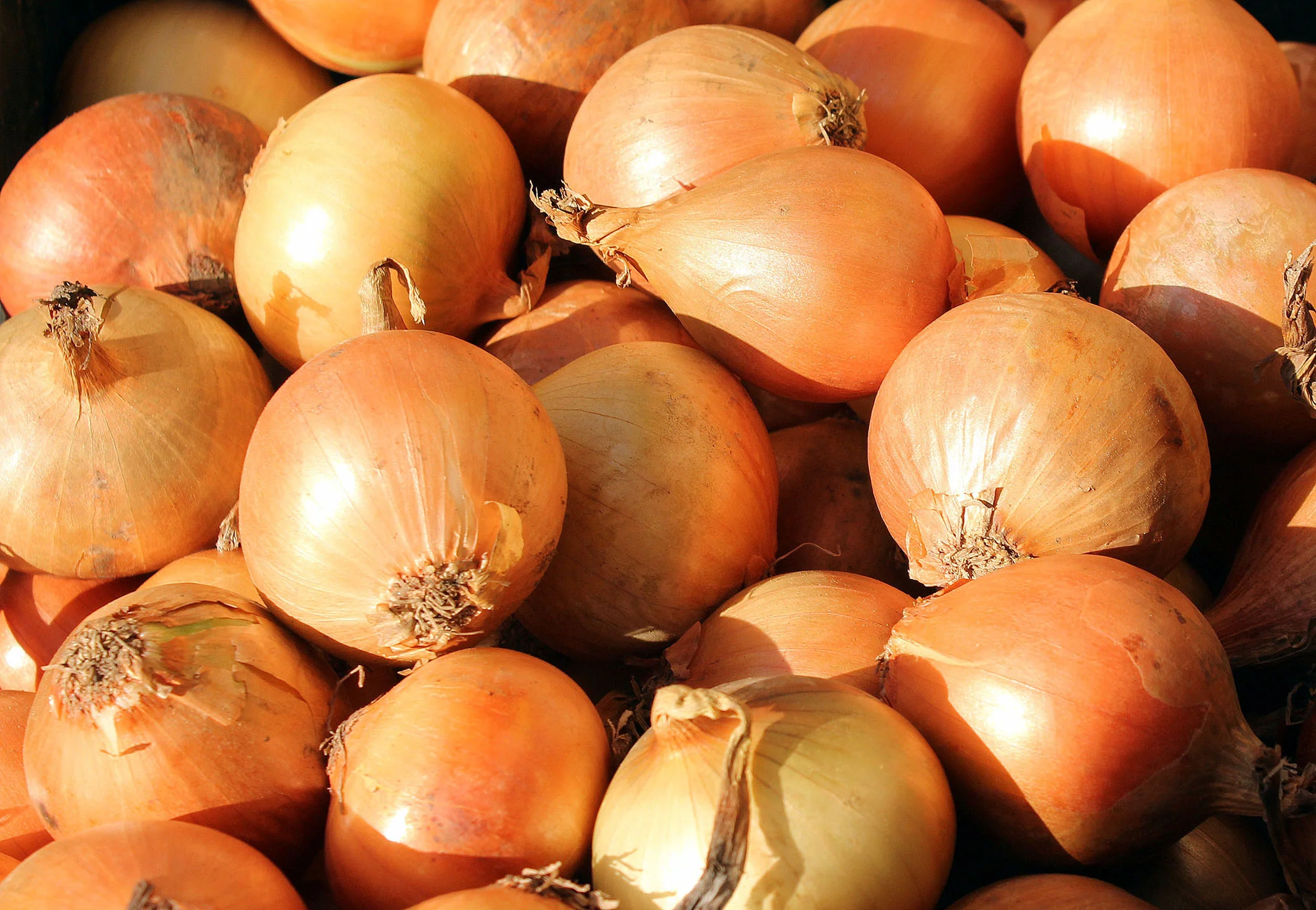 Onion - Yellow, 80 Pack - Image 2