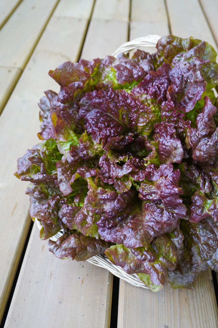 Organic Lettuce Loose Leaf New Red Fire - West Coast Seeds - Image 2