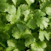 Cilantro Coriander - Aimer's Organic Seeds
