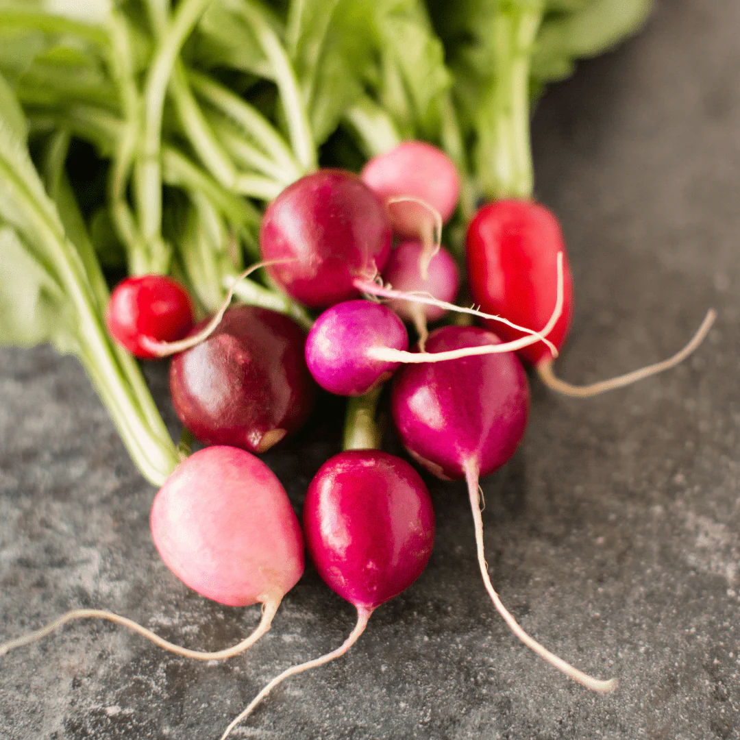 Radish Easter Egg Blend - Aimer's Organic Seeds