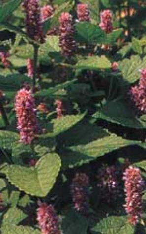 Anise - Ontario Seed Company