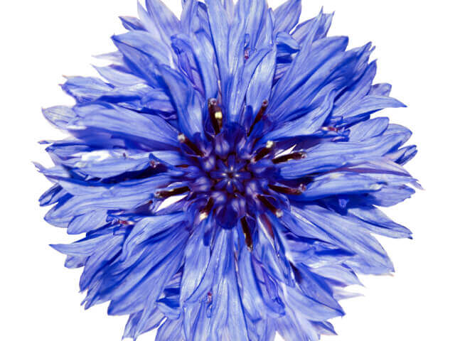 Bachelor's Buttons Jubilee Gem - Ontario Seed Company
