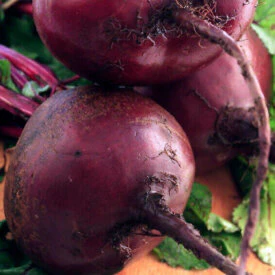 Beet Early Wonder - Ontario Seed Company