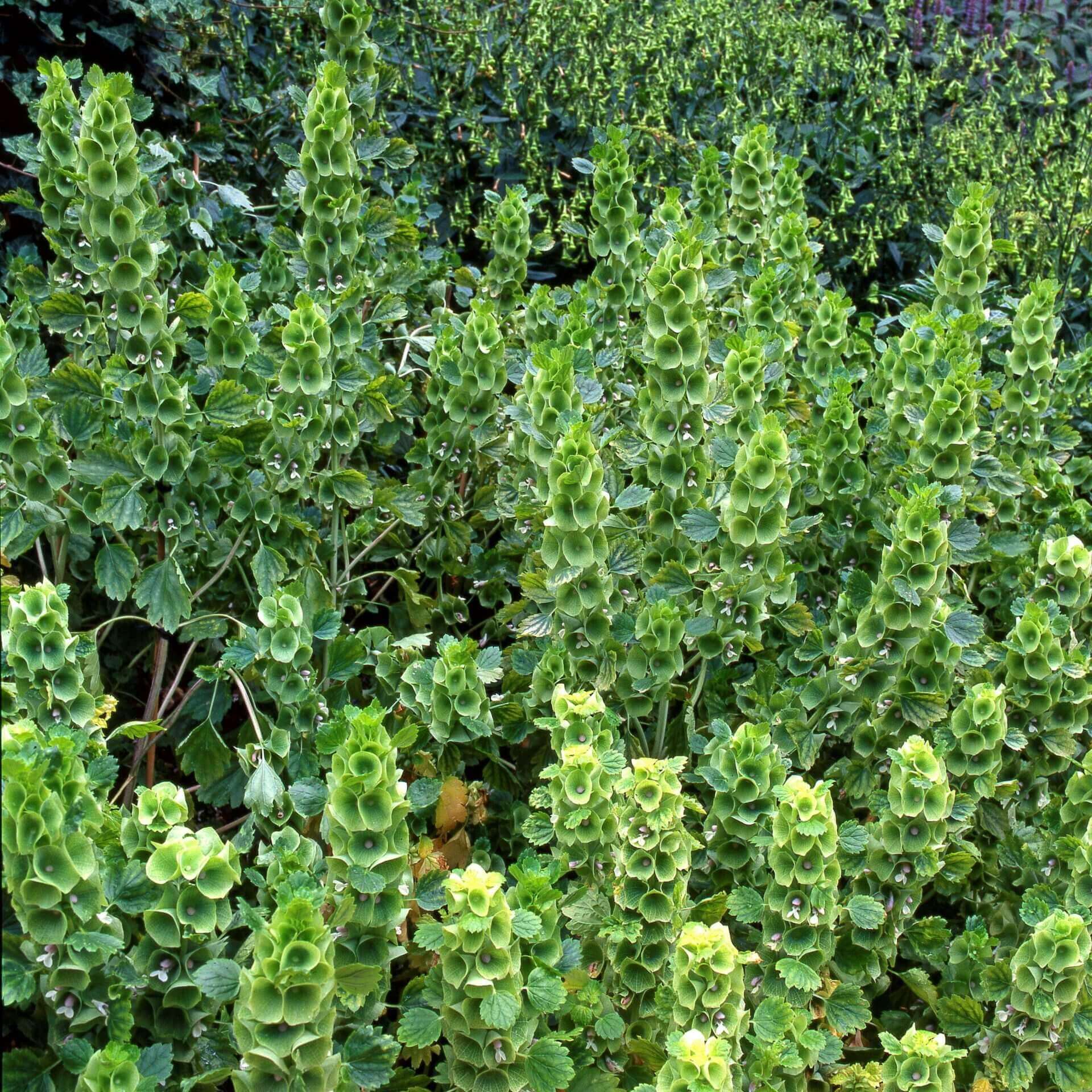 Bells of Ireland Green - Ontario Seed Company