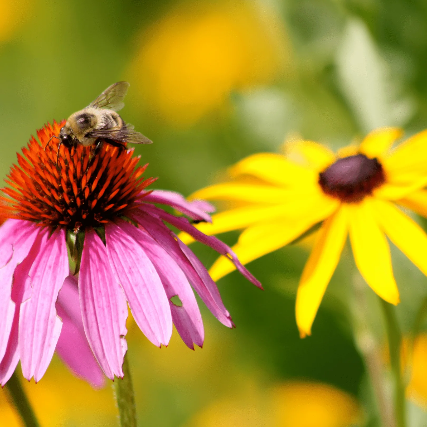 Beneficial Insect Mix - Ontario Seed Company