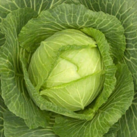 Cabbage Golden Acre - Ontario Seed Company
