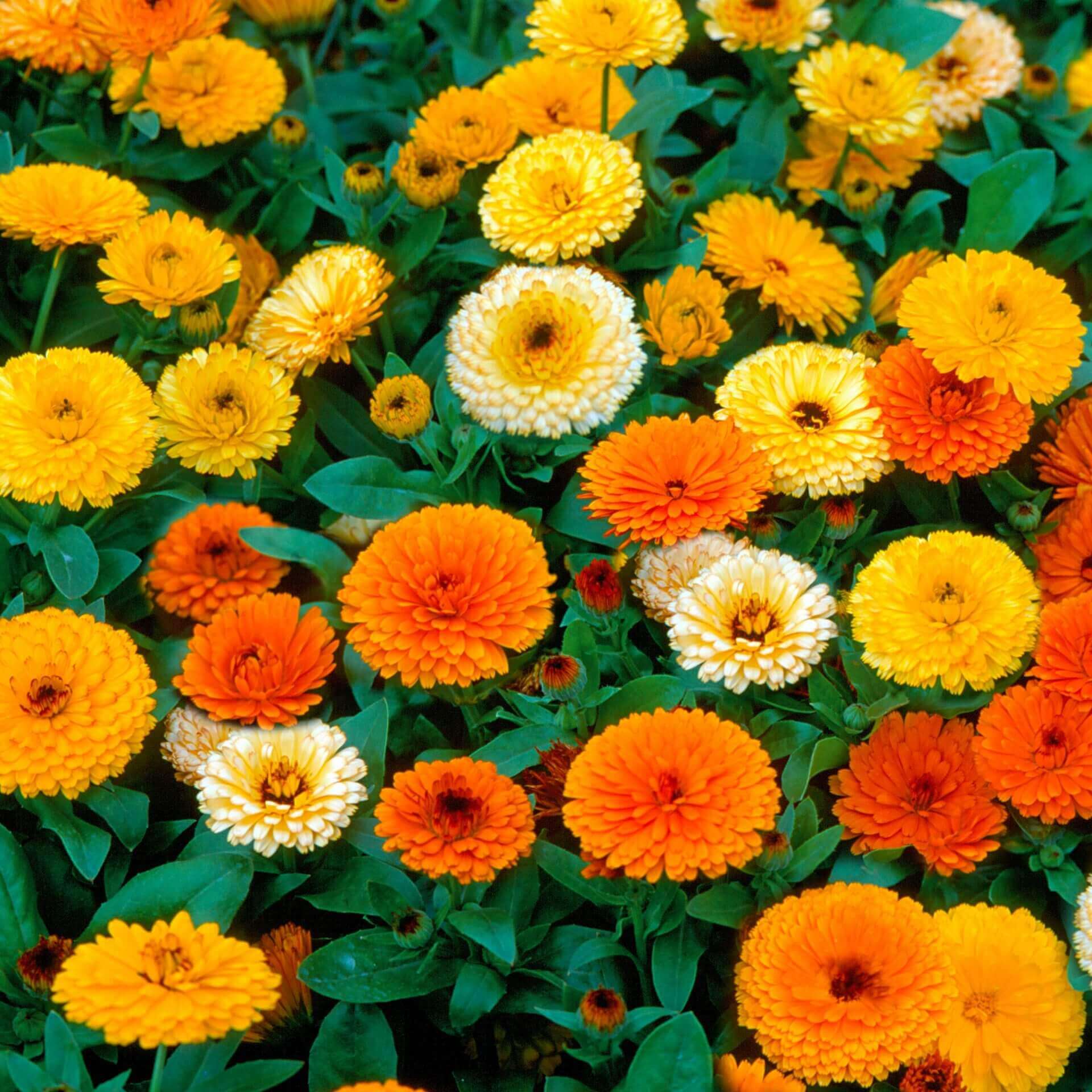 Calendula Pacific Beauty Mixed - Ontario Seed Company