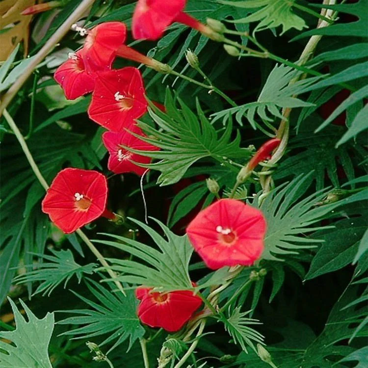 Cardinal Climber - Ontario Seed Company - Image 2
