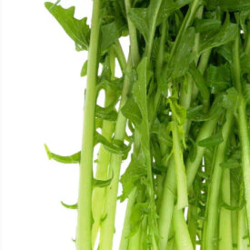 Chicory Cicoria Catalogna - Ontario Seed Company