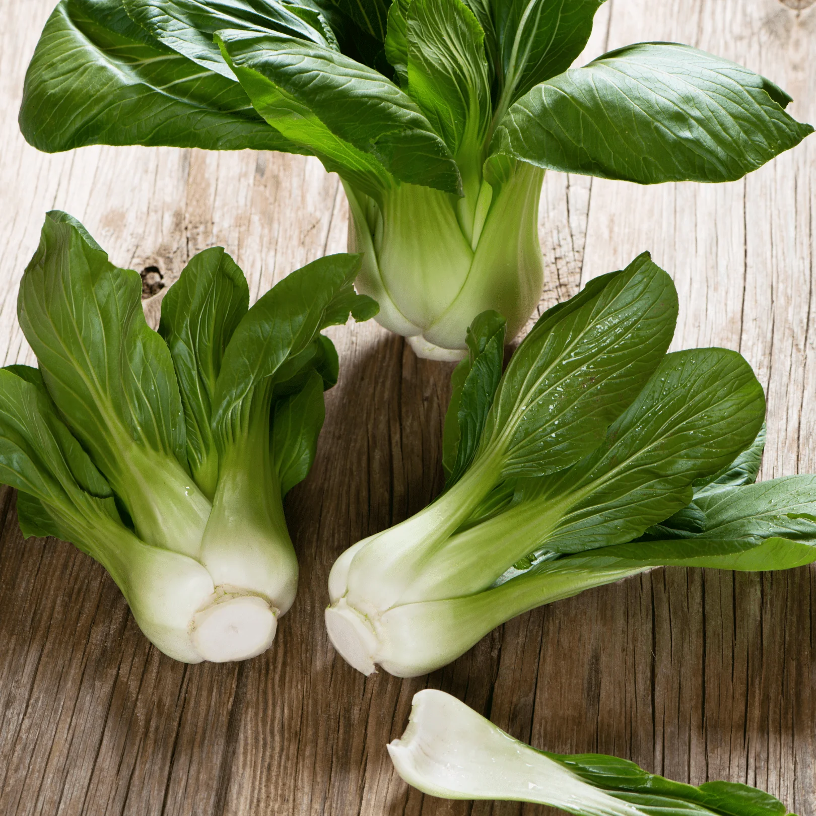 Chinese Cabbage Pak Choi - Ontario Seed Company