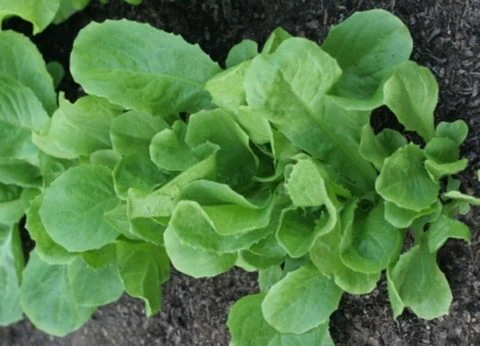 Endive Broad Leaved Batavian Escarole  - Ontario Seed Company