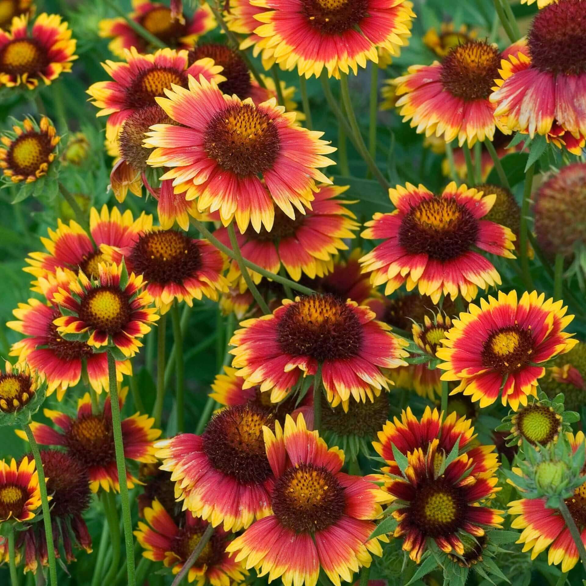 Gaillardia Grandiflora - Ontario Seed Company