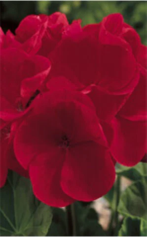 Geranium Maverick Red - Ontario Seed Company