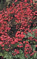 Heuchera Bressingham Hybrid - Ontario Seed Company