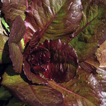 Lettuce Red Romaine - Ontario Seed Company - Image 2