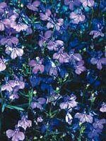 Lobelia Trailing Sapphire - Ontario Seed Company
