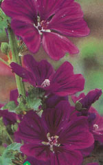 Malva Sylvestris Zebrina - Ontario Seed Company