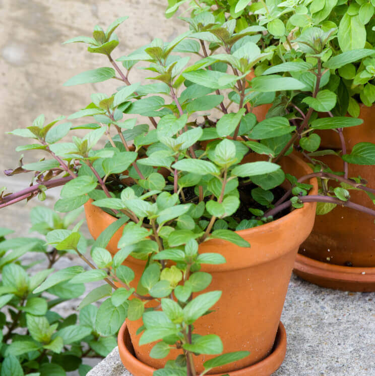 Marjoram - Ontario Seed Company