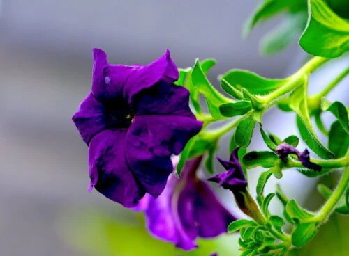 Petunia Cascade Blue - Ontario Seed Company