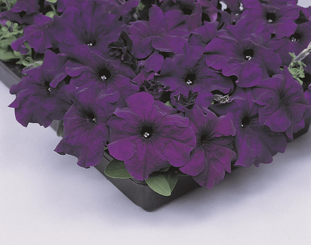 Petunia Cascade Blue - Ontario Seed Company - Image 2