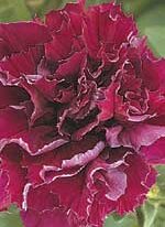 Petunia Double Cascade Burgundy - Ontario Seed Company