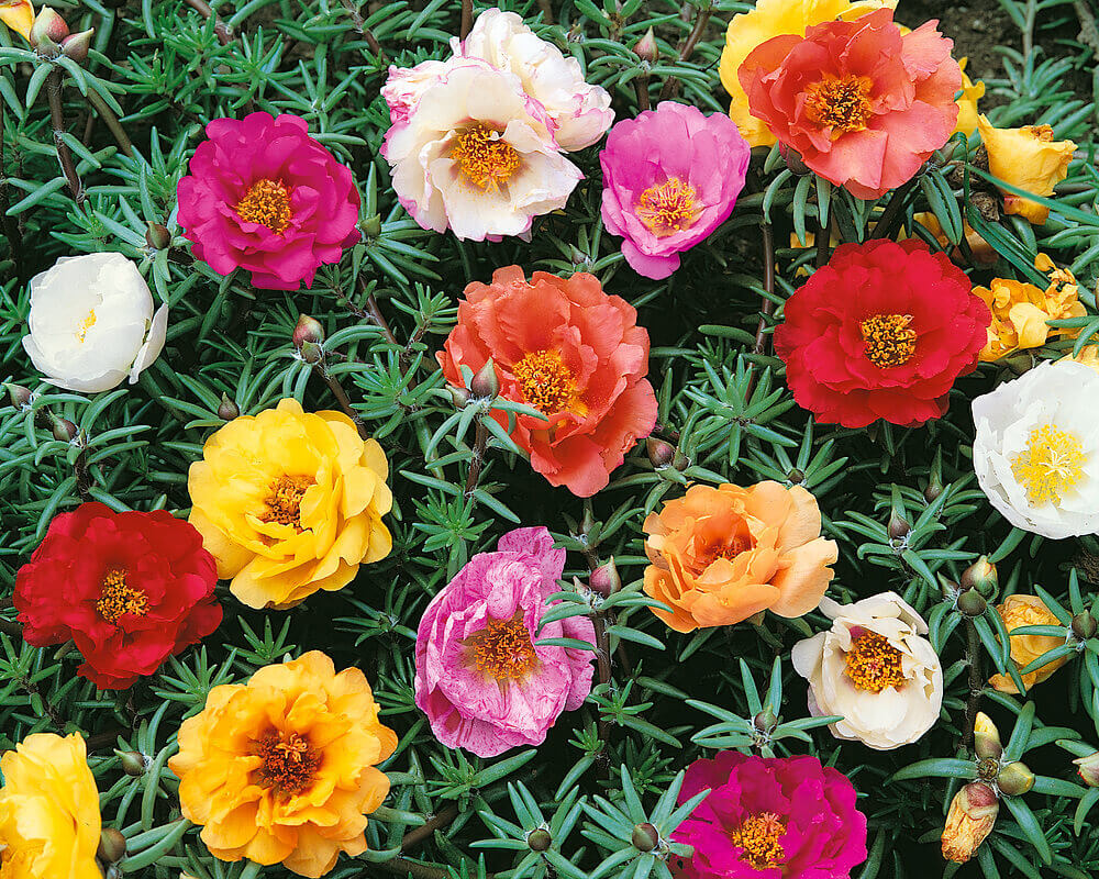 Portulaca Double Mix - Ontario Seed Company