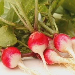 Radish Sparkler White Tip - Ontario Seed Company
