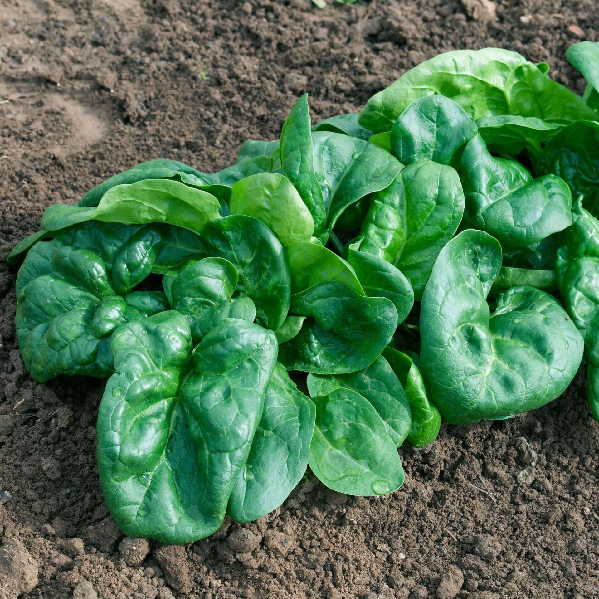 Spinach Bloomsdale Long Standing - Ontario Seed Company