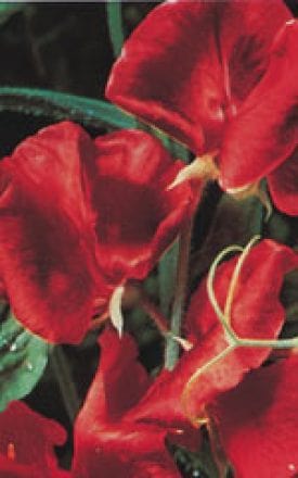 Sweet Peas Royal Scarlet - Ontario Seed Company - Image 2