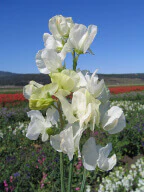 Sweet Pea Royal White - Ontario Seed Company