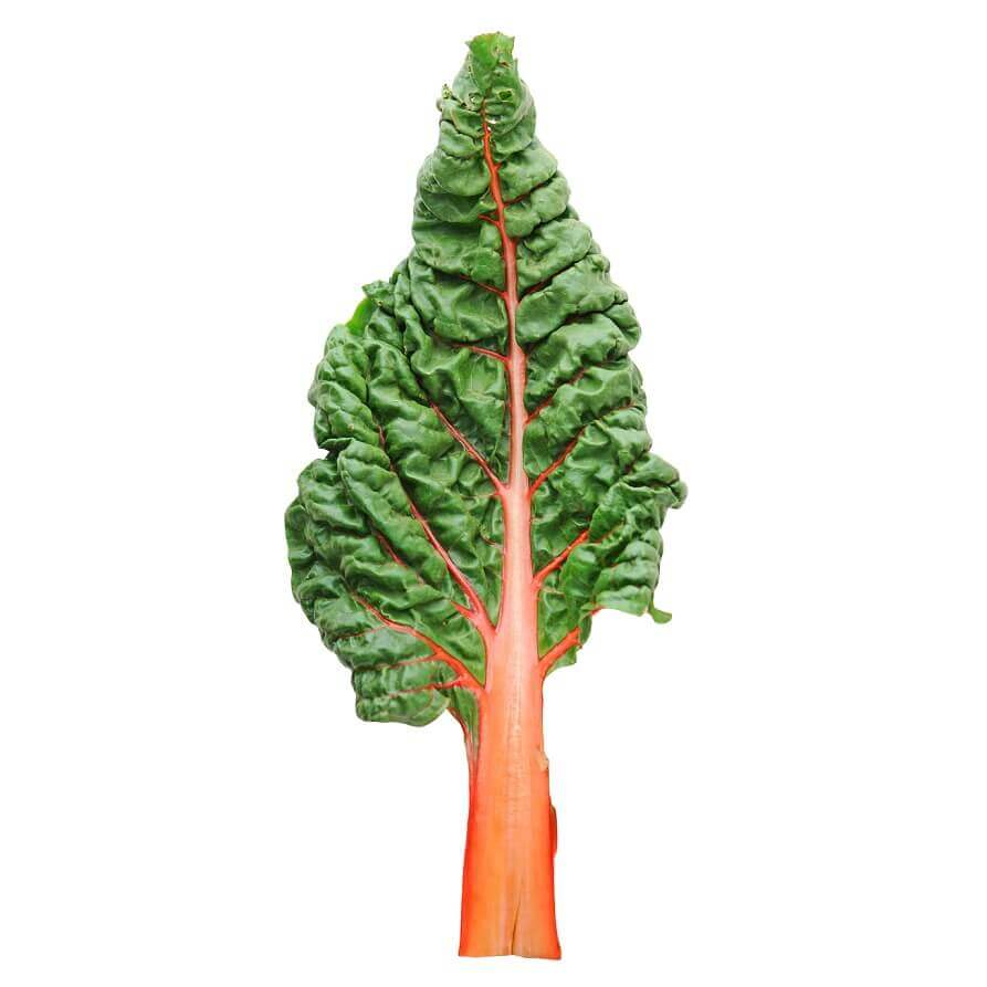 Swiss Chard Fantasia Orange - Ontario Seed Company - Image 2