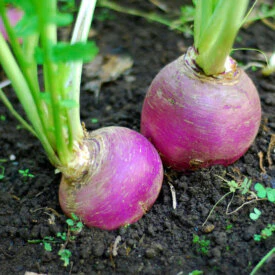 Turnip Purple Top White Globe - Ontario Seed Company