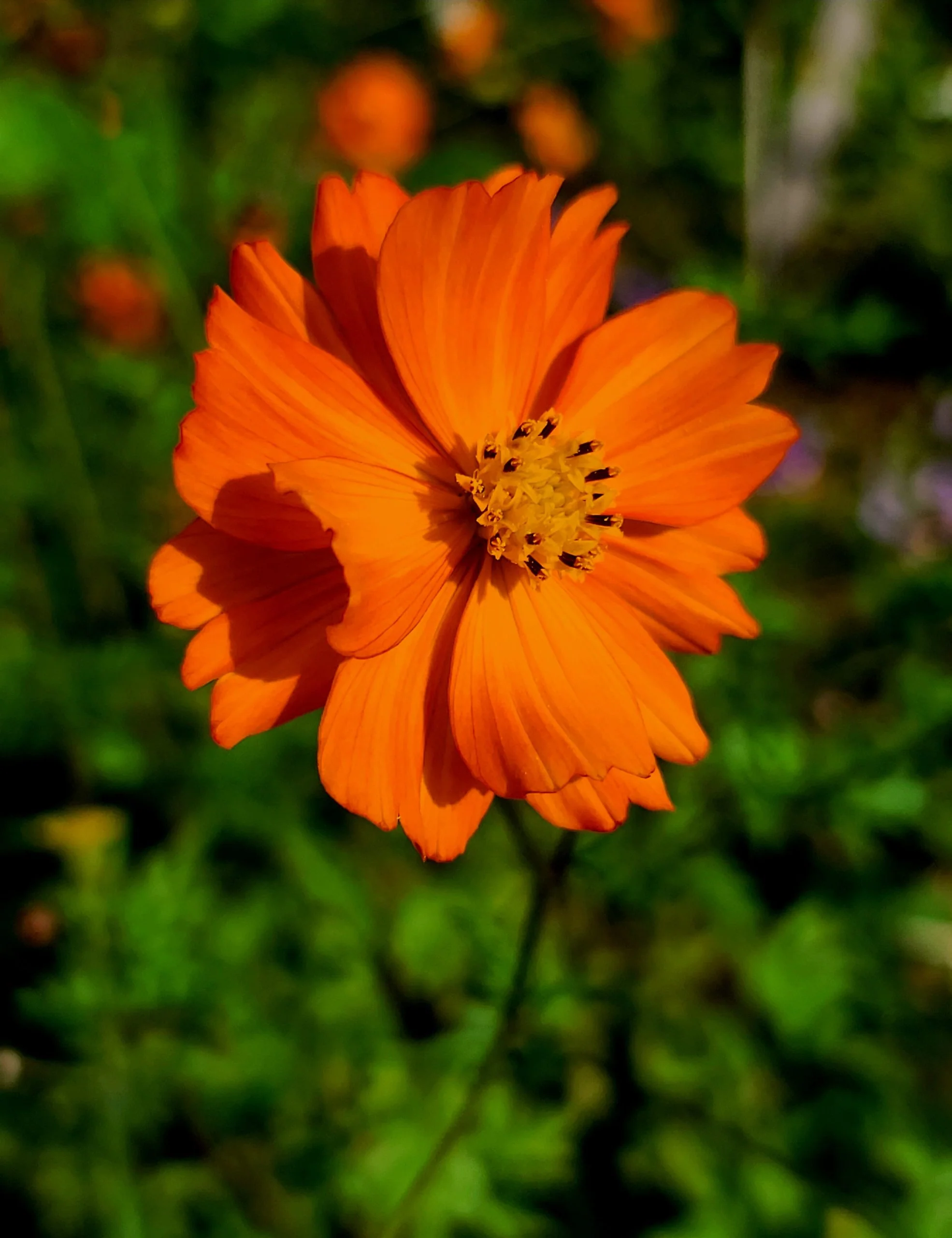 Orange Cosmos - Metchosin Farm Seeds - Image 2