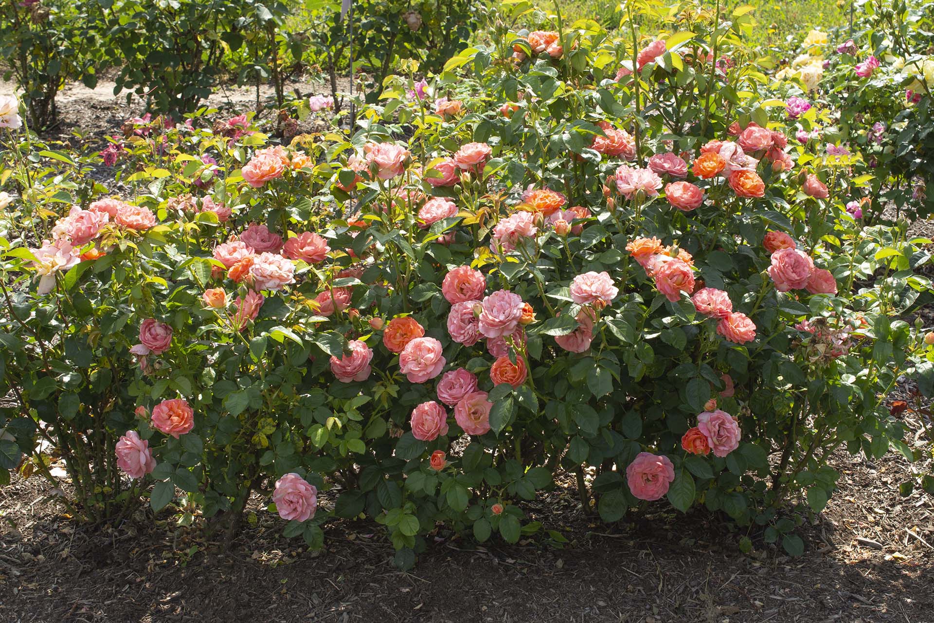 Orange Glow Knock Out - Star Roses and Plants - Image 2