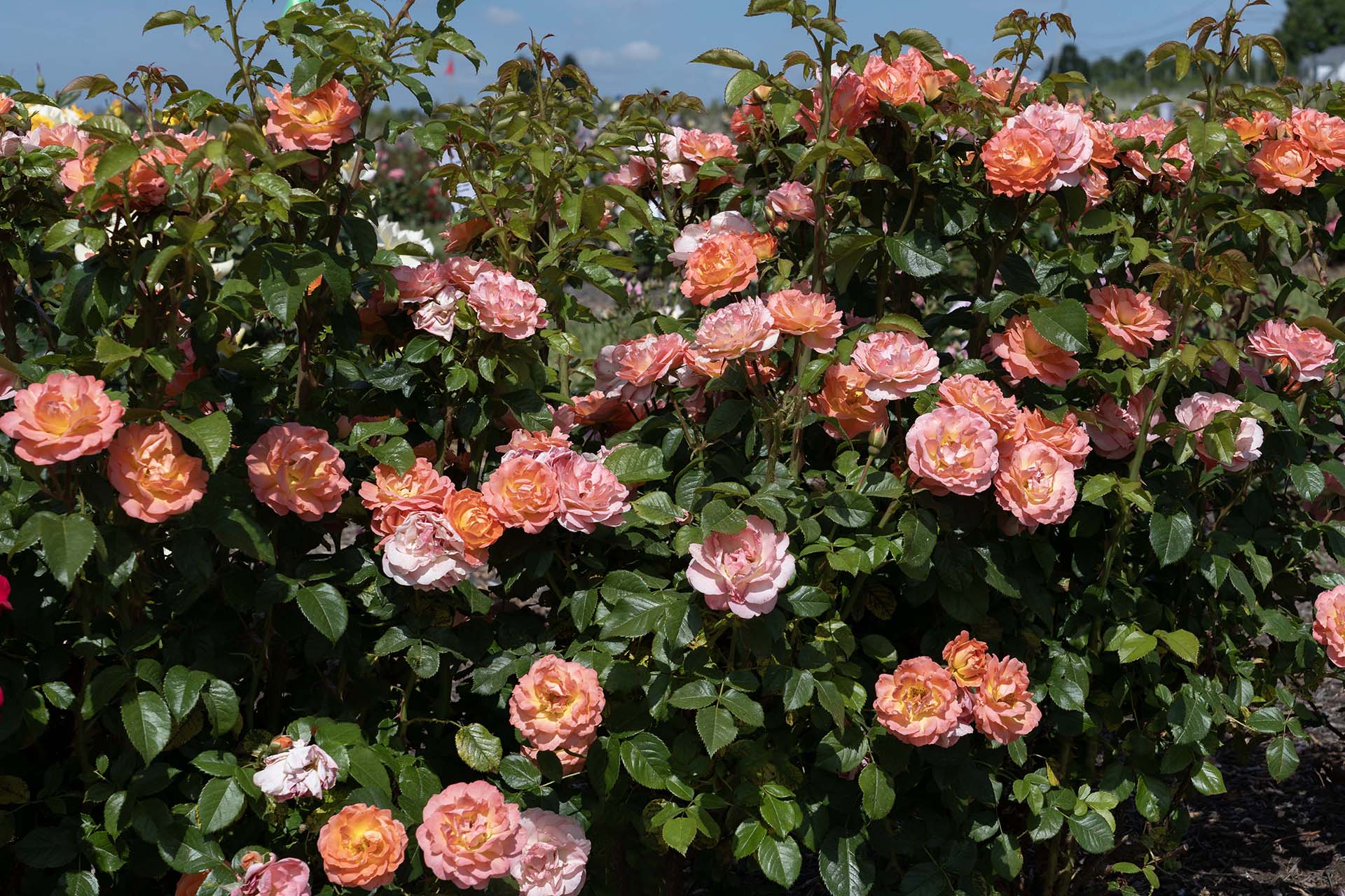 Orange Glow Knock Out - Star Roses and Plants - Image 3
