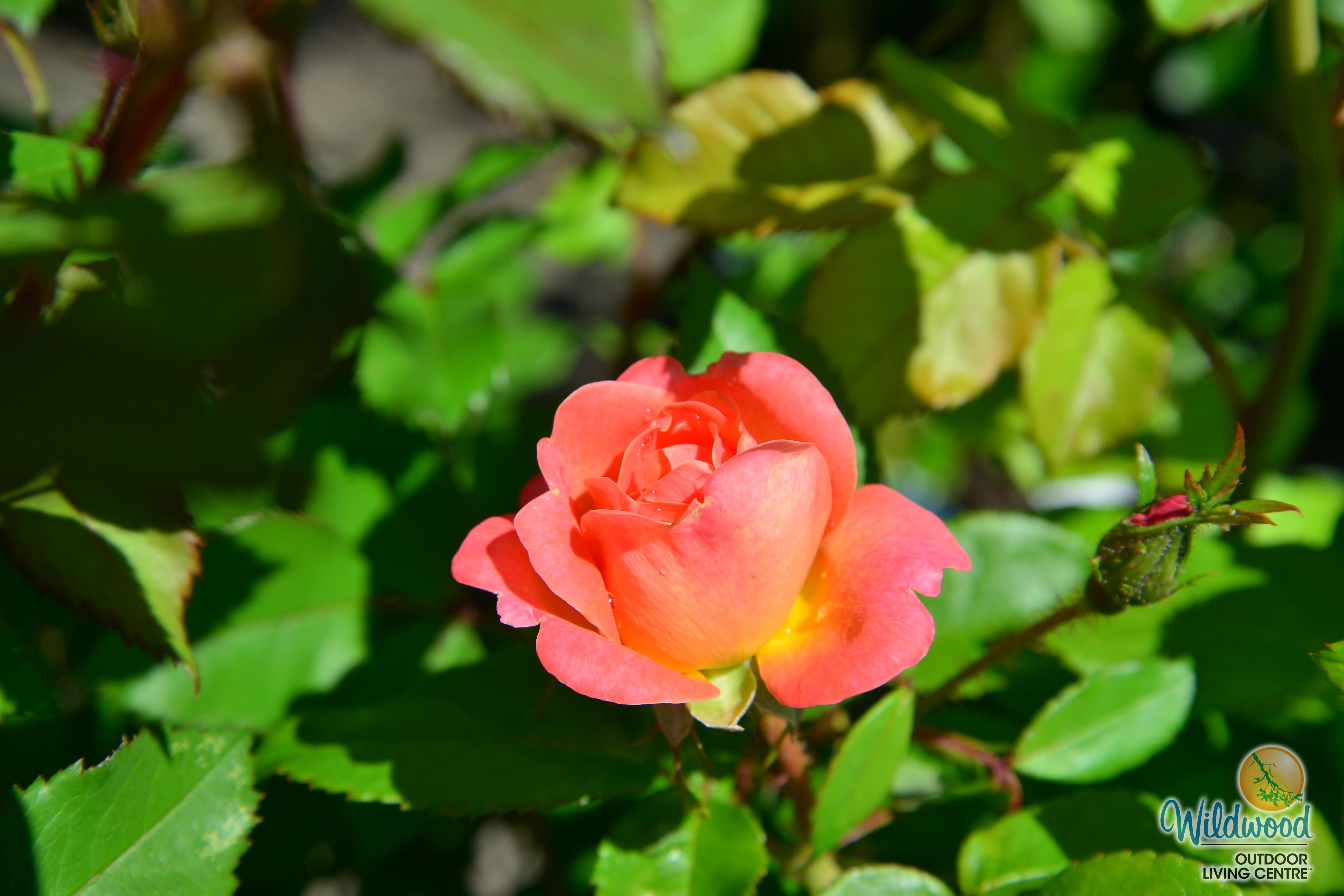 Orange Glow Knock Out - Star Roses and Plants - Image 4