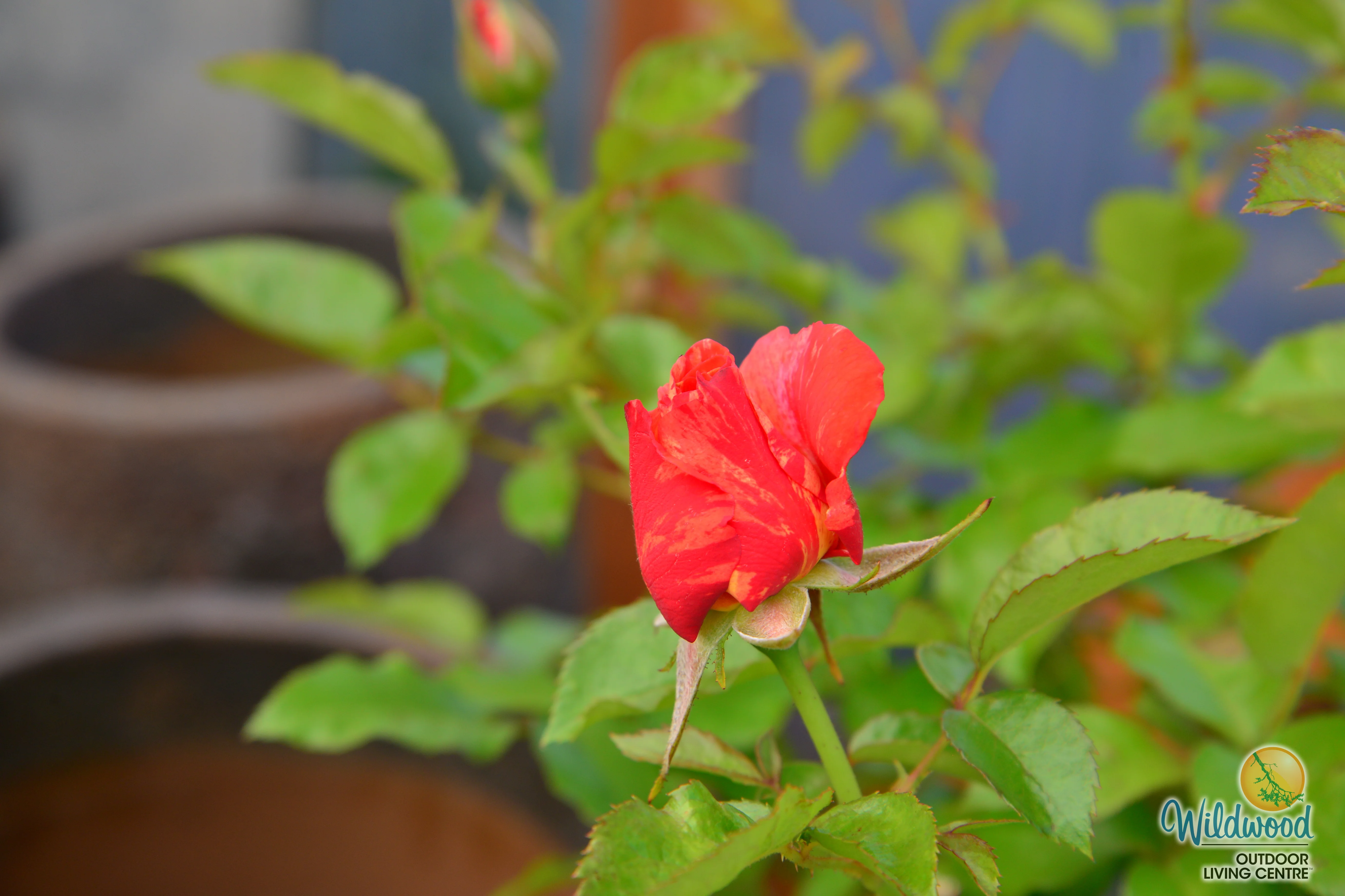 Orange Glow Knock Out - Star Roses and Plants - Image 5