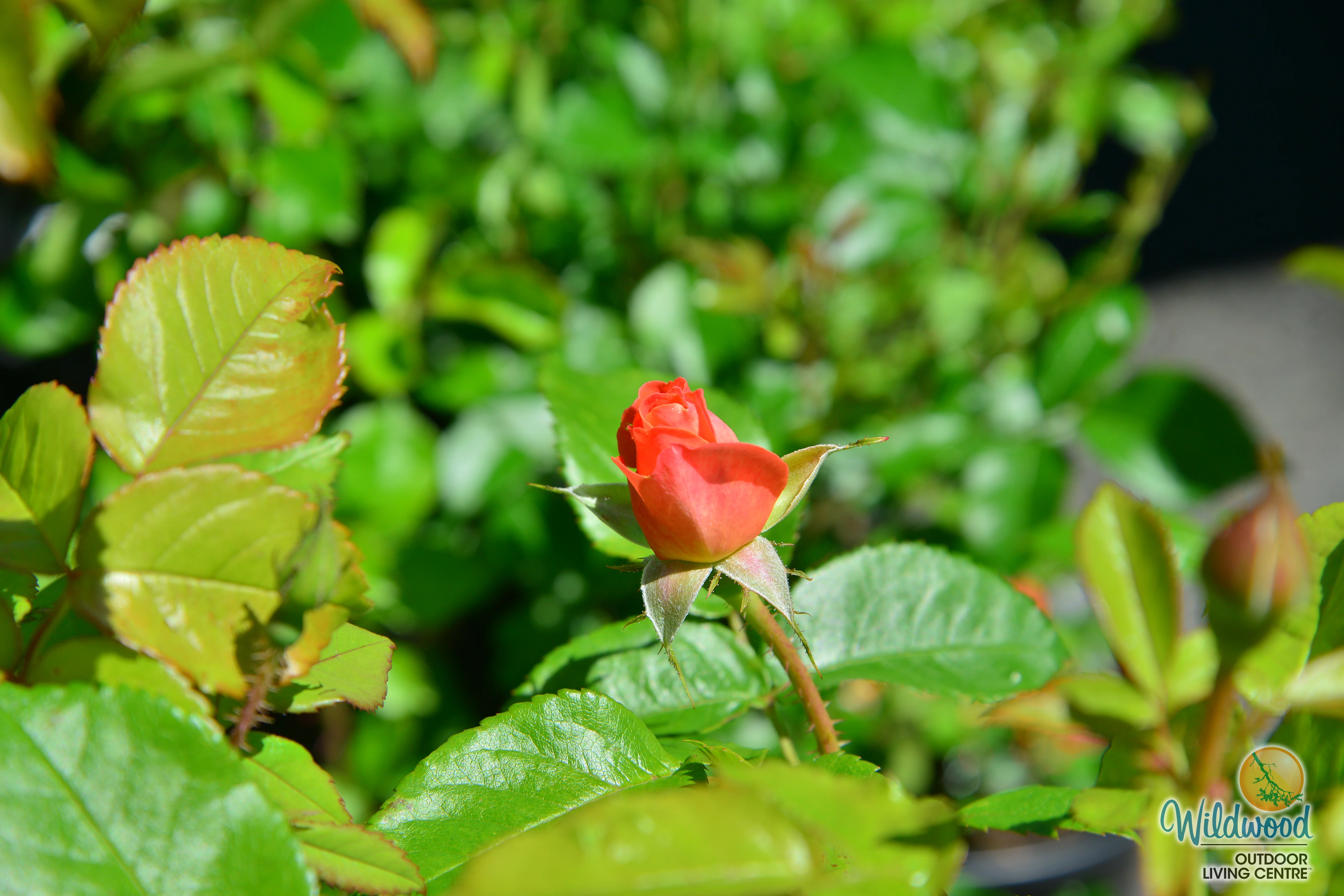 Orange Glow Knock Out - Star Roses and Plants - Image 6