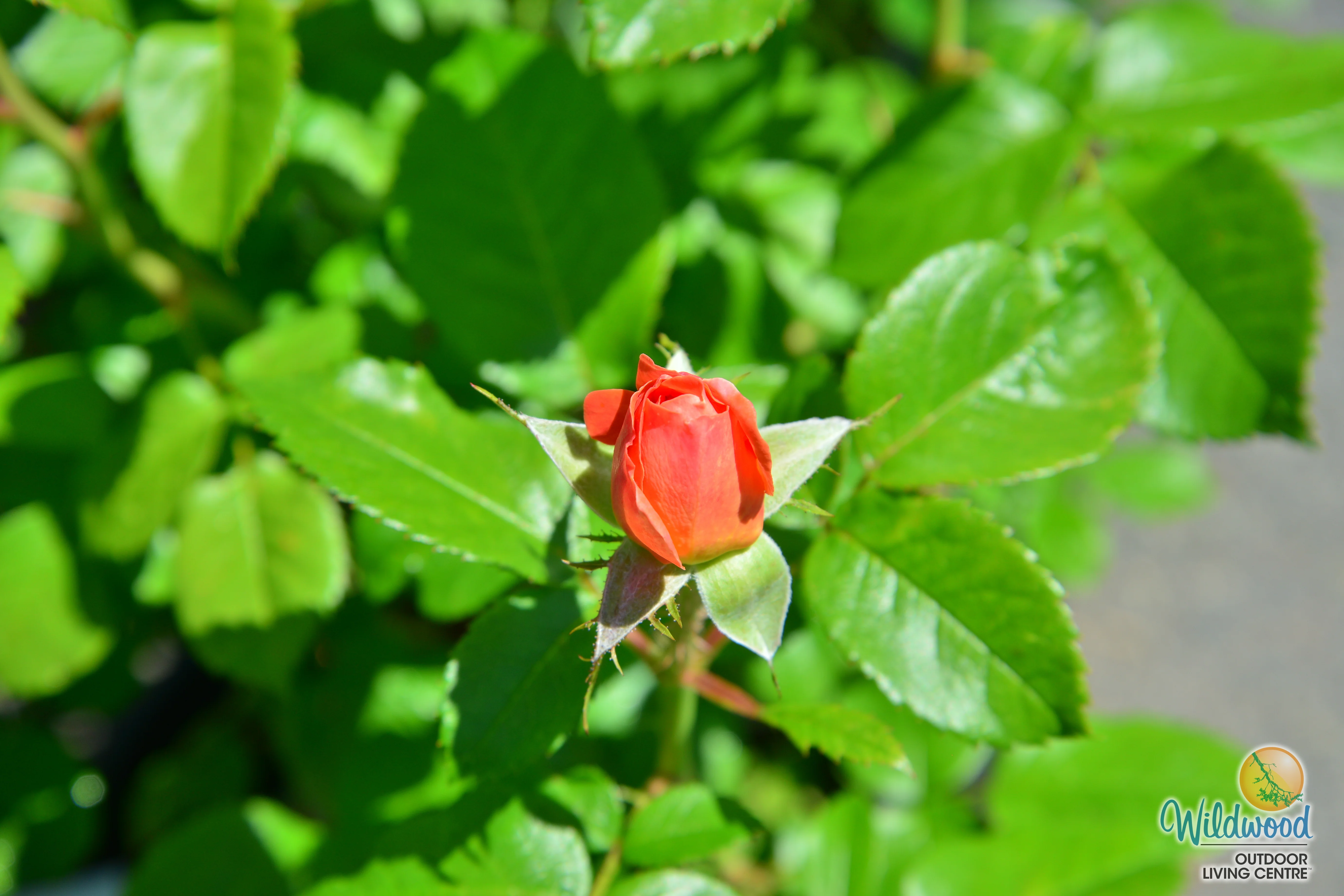 Orange Glow Knock Out - Star Roses and Plants - Image 7
