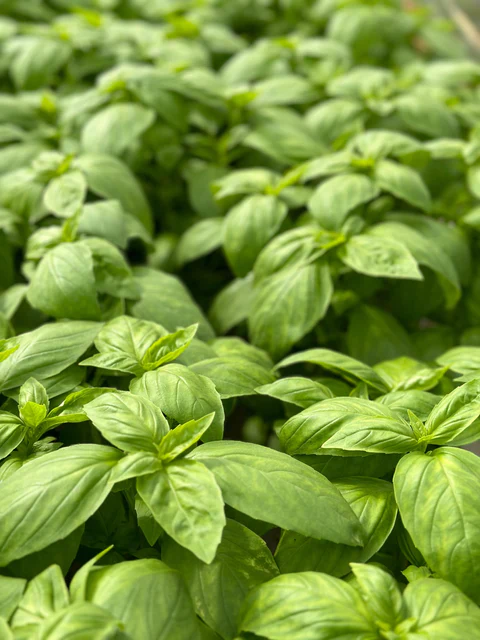 Organic Basil Noga Prospera Active - West Coast Seeds - Image 3
