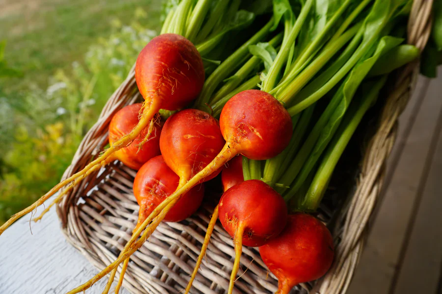 Beet Golden Boy - West Coast Seeds - Image 2