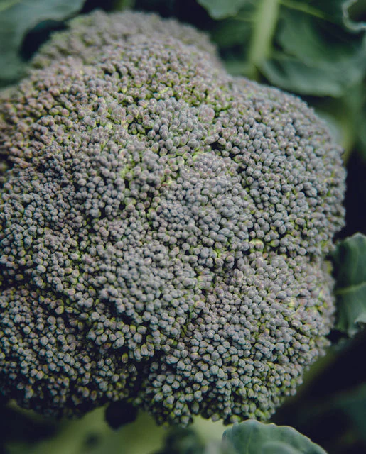 Organic Broccoli Belstar - West Coast Seeds - Image 2