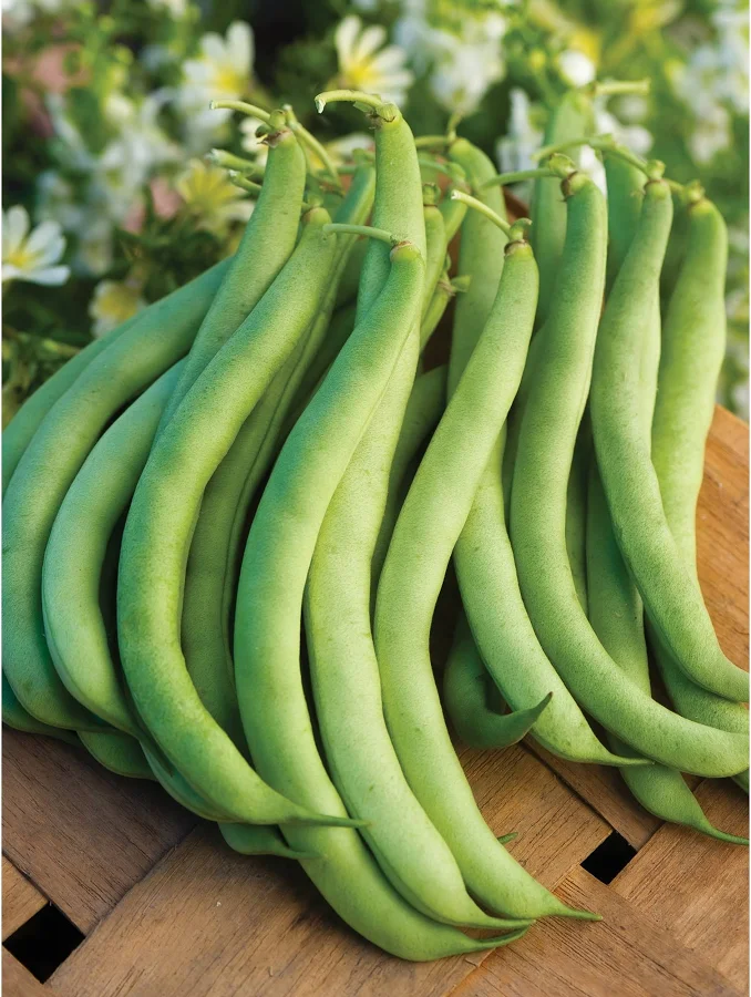 Organic Burpee's Stringless Green Pod - Burpee Seeds - Image 3